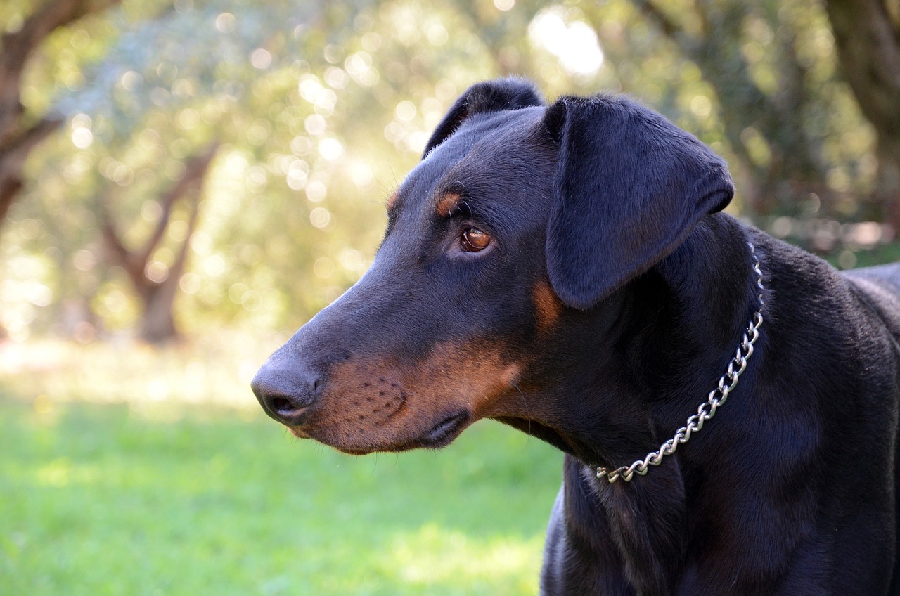 A Guide to Understanding the Doberman Pinscher